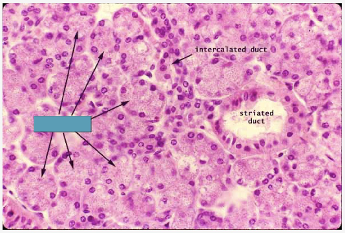 <p>Identify the following structure</p>