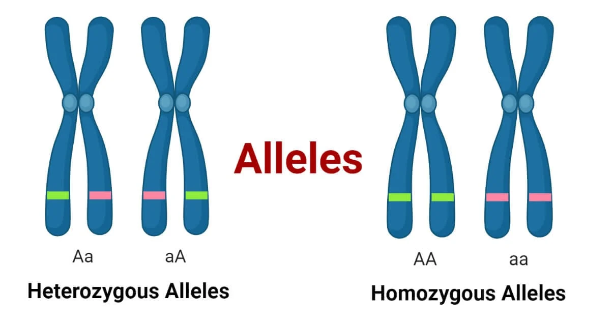 <p>Alternate forms of the same gene/One of multiple versions of a gene.</p>