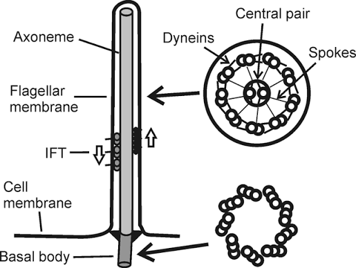 <p>Flagellum/Cilia</p>
