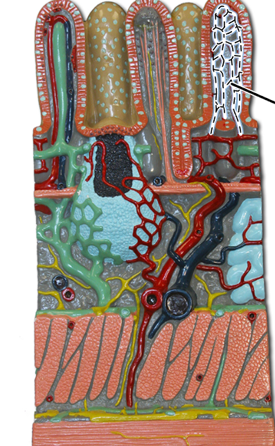 knowt flashcard image