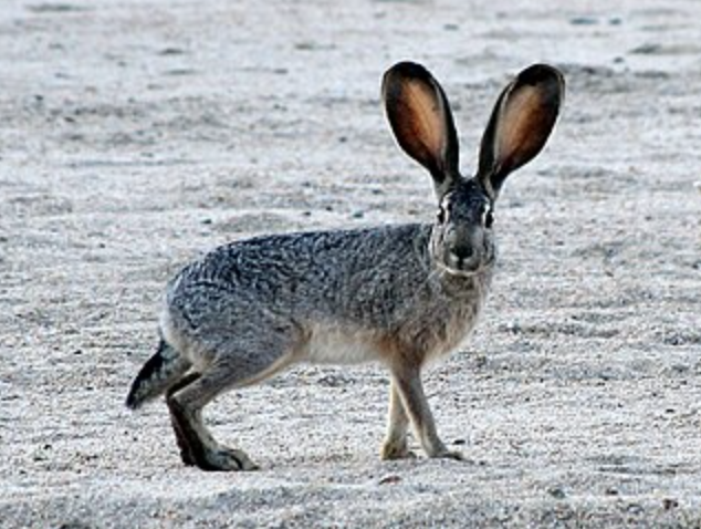 <p>Lepus californicus</p><p>Leporidae</p><p>Lagomorpha</p><p>Euarchontoglires</p><p>Eutheria</p><p>Theria</p><p>Mammalia</p>