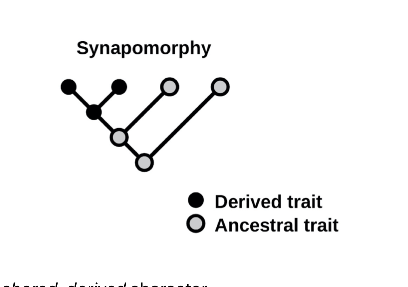 <p>“Synapomorphy”: a derived character shared by all members of the group</p><p>• e.g., All animals that have vertebrae form a single, monophyletic clade.</p><p>Vertebrae are a shared, derived character, not present in their ancestors</p>