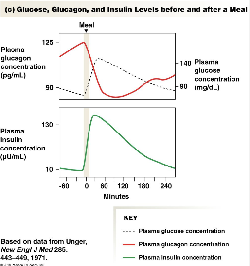 <ul><li><p>Increased Glucose Concentrations</p></li><li><p>Increased Amino Acid Concentrations</p></li><li><p>GIP Secretion: <strong>G</strong>lucose-dependent <strong>I</strong>nsulinotropic <strong>P</strong>eptide</p></li><li><p>Parasympathetic Stimulation → <u>Sympathetic</u> Division <strong>inhibits</strong></p></li><li><p>Glucagon-like Peptide 1 (GLP-1) Secretion</p></li><li><p>released by small intestine when glucose is in GI tract</p></li><li><p>if glucose is in intestine, it will be a short time before it’s in the blood. </p></li></ul><p></p>