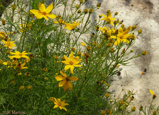 <p>thin stems</p><p>opposite arrangement</p><p>whorls a little bit around the stem</p><p>compound leaves</p><p>small yellow terminal asteraceae flowers</p>