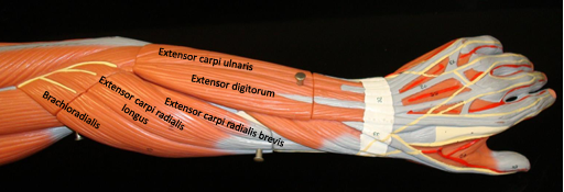 <p><strong>Origin: </strong>Lateral epicondyle of humerus.<strong><br>Insertion: </strong>5th metacarpal.<strong><br>Action: </strong>Extends wrist.<strong><br>Synergist: Extensor carpi radialis.</strong></p><p><span style="color: rgb(224, 4, 4);"><strong>Antagonist: </strong></span><span style="color: rgb(255, 255, 255);"><strong>Flexor carpi ulnaris.</strong></span></p>