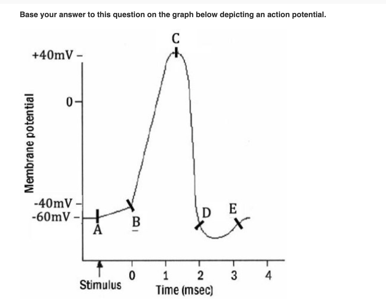 <p><span>Based on the graph, how soon could another action potential be easily initiated (at the end of the relative refractory period) after the first stimulus?</span></p>