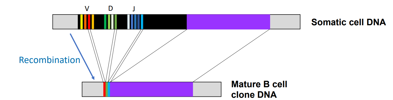 <p>DNA sequence differs in a B cell clone versus a somatic cell</p>