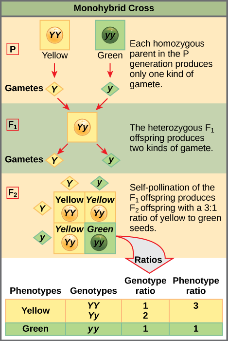 <p>EX.</p><p>Let's cross a brown-eyed parent who carries a hidden blue gene (\(Bb\)) with another brown-eyed parent who also carries a hidden blue gene (\(Bb\)). </p><ul><li><p><span><strong>Box 1:</strong> \(BB\) (Brown eyes)</span></p></li><li><p><span><strong>Box 2:</strong> \(Bb\) (Brown eyes)</span></p></li><li><p><span><strong>Box 3:</strong> \(Bb\) (Brown eyes)</span></p></li><li><p><span><strong>Box 4:</strong> \(bb\) (Blue eyes)</span> [1, 2, 3, 4, 5]</p></li></ul><p><strong>Offspring Percentages:</strong></p><ul><li><p><span><strong>Genotype:</strong> 25% \(BB\), 50% \(Bb\), and 25% \(bb\).</span></p></li><li><p><span><strong>Phenotype:</strong> 75% will have brown eyes (3 out of 4 boxes), and 25% will have blue eyes (1 out of 4 boxes)</span></p></li></ul><p></p>