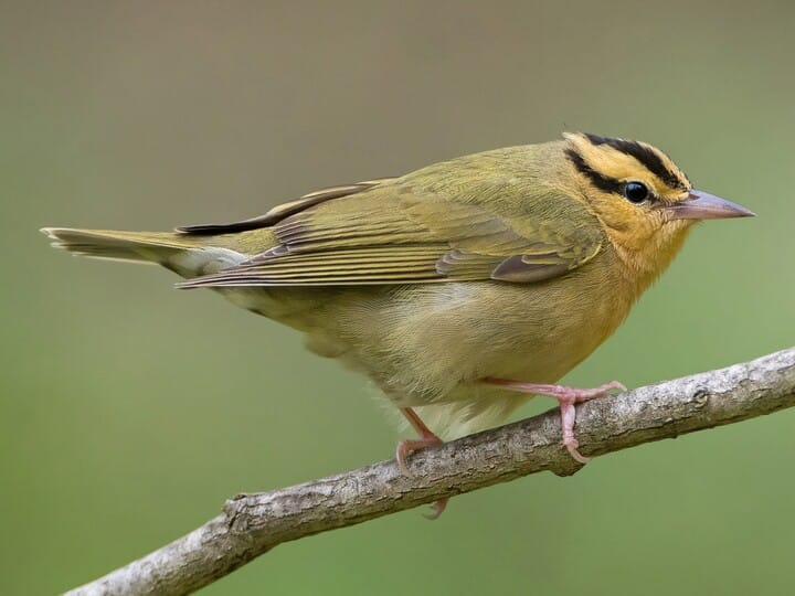 <p>worm-eating warbler</p><p>olive body w/ yellow head <br>dark eye stripe<br>dark stripes on crown</p>