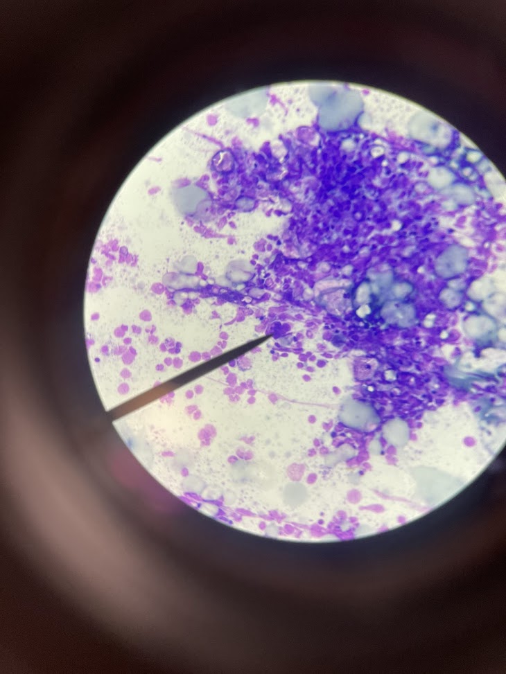 <p>cell type</p>