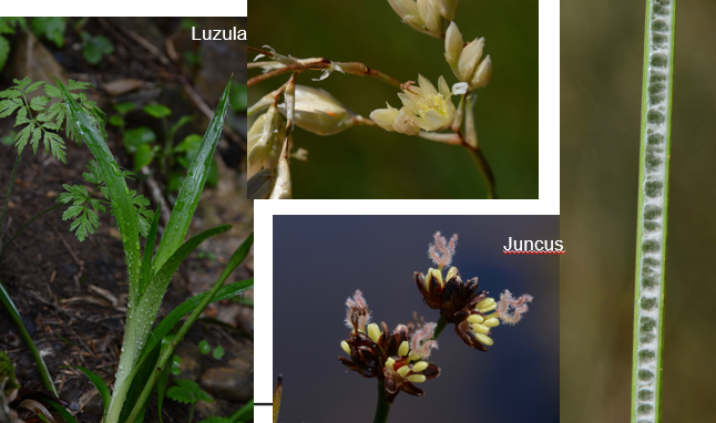 <p>Geef de familie.</p>