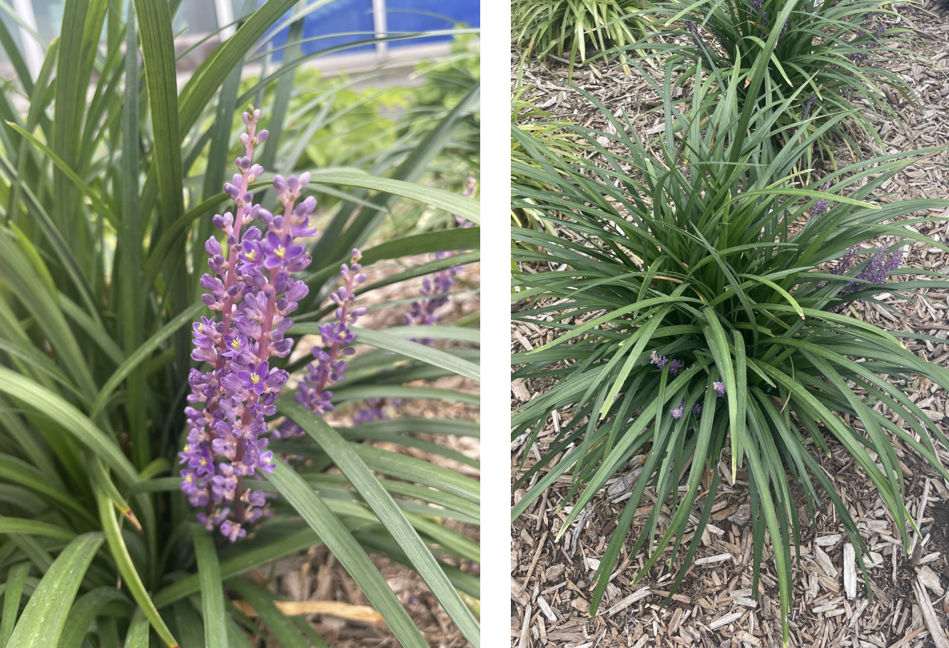 <p>arching long leaves</p><p>clumping sometimes stolons</p><p>erect purple whorls of flowers</p>