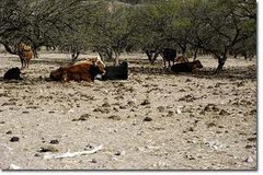 <p>When too many animals eat too much of the plant cover and it impedes regrowth of vegetation.</p>
