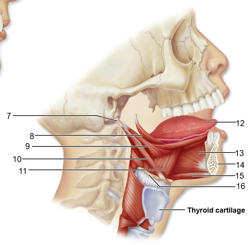 <p>11</p>