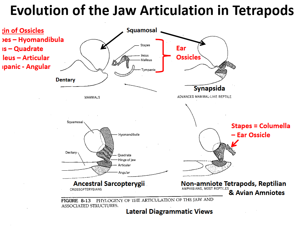 <p>Evolution of the Tetrapod Jaw Articulation Mamalia</p>