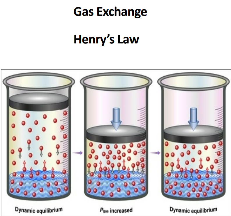 <p>At a given temperature, the amount of a gas in solution is proportional to partial pressure of that gas</p>