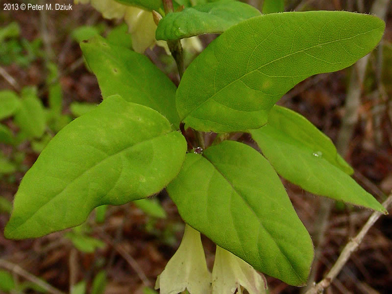 <p>red seeds, brown bark, bush-like, weirdish-shaped leaves</p>
