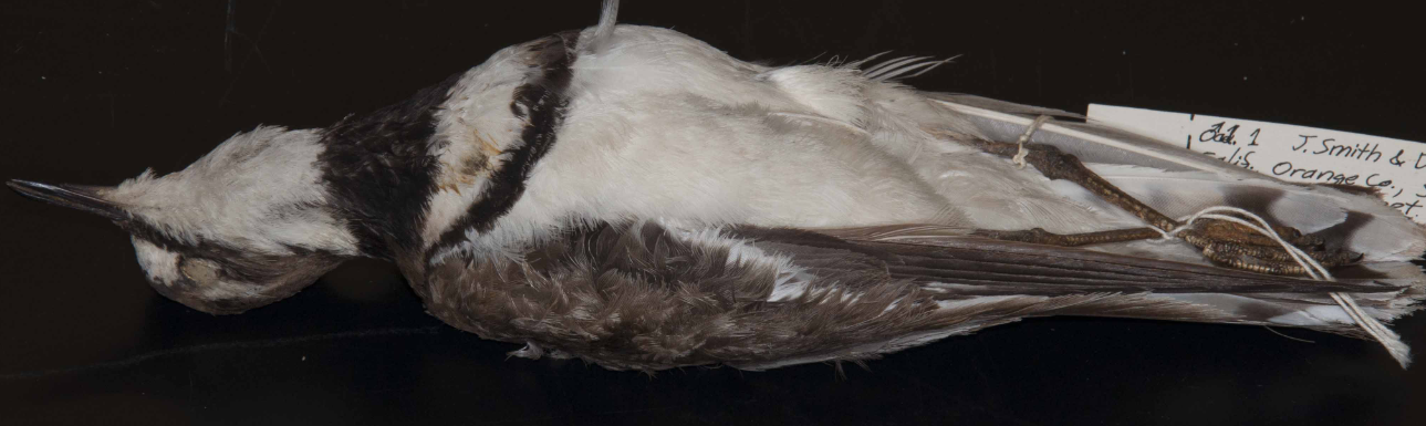 <p>Killdeer</p>