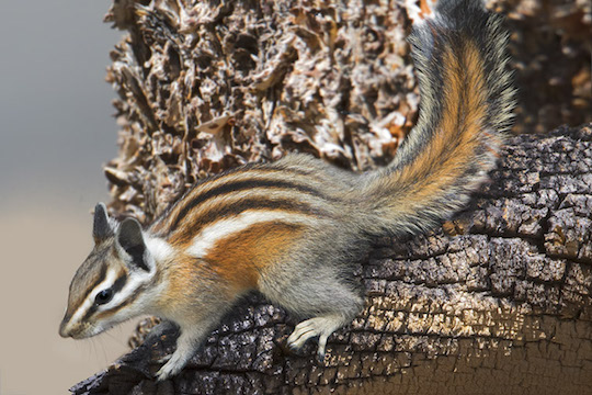 <p>Common Name: Lodgepole chipmunk</p><p>**Skin in lab</p>