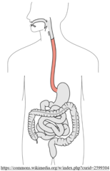 <p>esophagus</p>