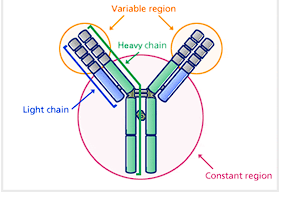 <p><span style="color: red;"><strong>Predominant antibody</strong></span> in the <span style="color: red;">secondary response</span>, the only antibody to <span style="color: red;"><strong>cross the </strong></span><span style="color: red;"><strong>placenta</strong></span>, most abundant in newborns, and enhances phagocytosis (<span style="color: red;">opsonizes</span>)</p>