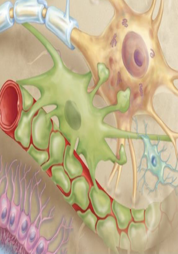 <ul><li><p>Which glial cells are the most abundant?</p></li><li><p>What do astrocytes look like?</p></li><li><p>What major structure do astrocytes form?</p></li><li><p>What is the function of the blood-brain barrier?</p></li></ul><p></p>