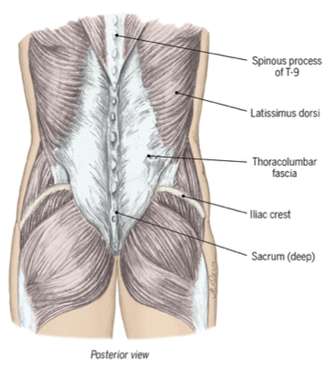 <ul><li><p><span>Supports lumbar vertebrae posteriorly</span></p></li><li><p><span>Thick membrane</span></p></li><li><p><span>Limits shear force</span></p></li></ul><p></p>