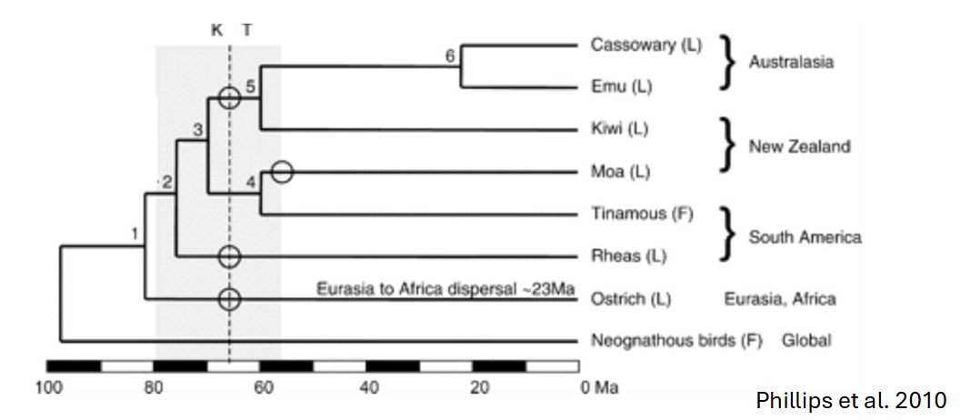 <p><span style="background-color: transparent;">Example from <strong>__________</strong>: Modern species of flightless Ratites</span></p><ul><li><p><span style="background-color: transparent;">Key:</span></p><ul><li><p><span style="background-color: transparent;">Dotted line: Cretaceous-Tertiary boundary</span></p></li><li><p><span style="background-color: transparent;">Circle: Loss of flight</span></p></li><li><p><span style="background-color: transparent;">Grey shaded area: fragmentation of South Gondwana</span></p></li></ul></li><li><p><span style="background-color: transparent;">Shows there were <strong>_____________________________</strong></span></p></li></ul><p></p>