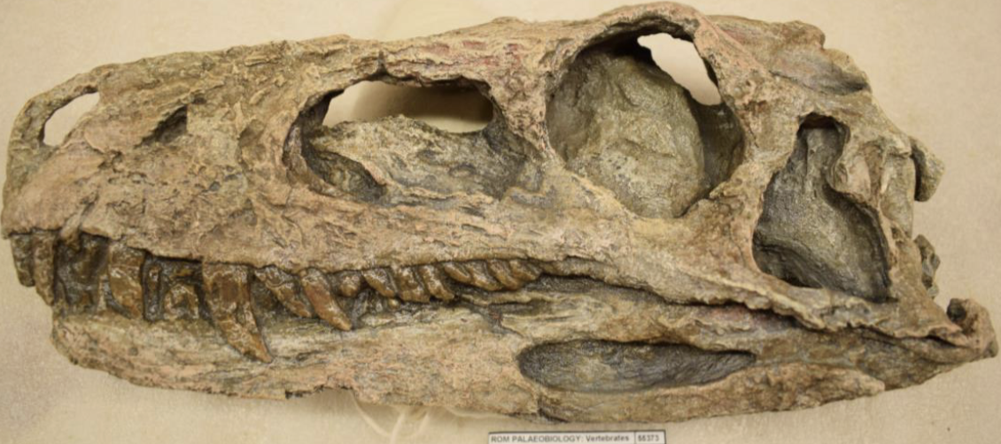 <p>anteroverted pubis</p>