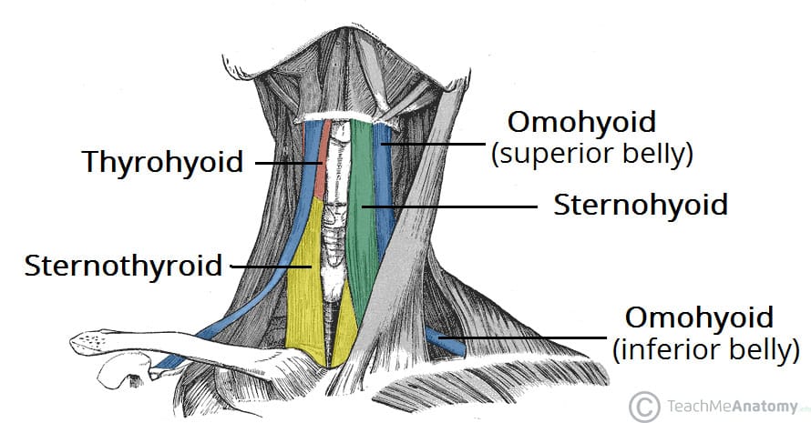 <p>what are the depressors of extrinsic laryngeal muscles? </p>