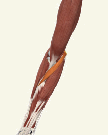 <p>pronator teres Actions</p>