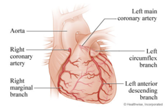 <p>anterior interventricular branch (left anterior descending) & circumflex branch</p>