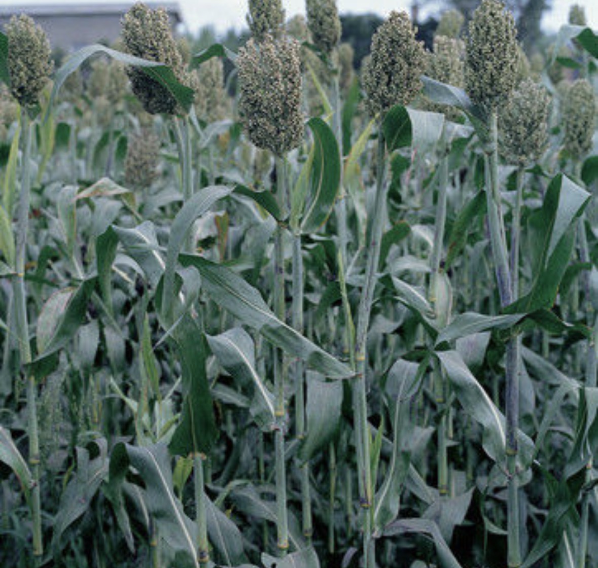 <p>Sorghum bicolor</p>