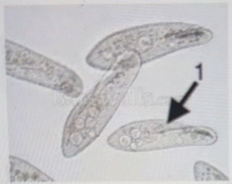 term image
