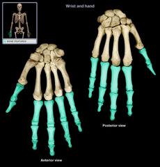 <p>Fingers or toes</p>