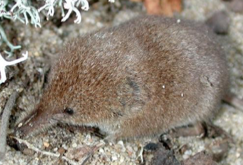 <p><span style="color: rgb(255, 255, 255);">Sorex cinereus</span></p>
