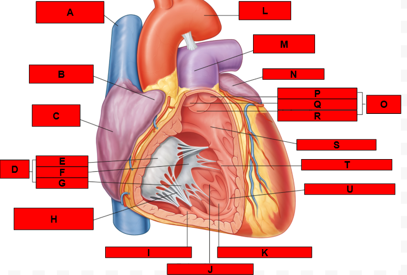 <p>What is indicated by C?</p>