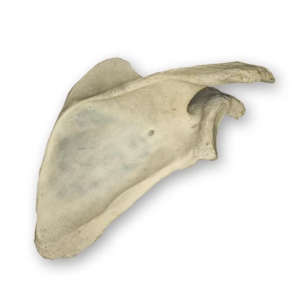 <p>Identify this bone</p>