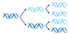 <p>parental strands re-associate after acting as templates for new strands</p>