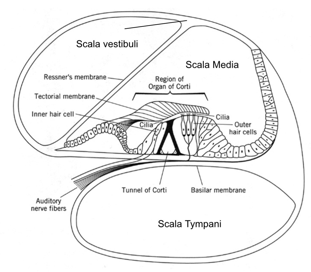 <p><span><span>•</span><strong><span>Basilar membrane</span></strong><span> (floor of SM): &nbsp;separates perilymph of scala tympani and endolymph of scala media and is the base of the </span><strong><span>Organ of Corti (OoC)</span></strong></span></p><p class="s78"><span><span>•The OoC contains the sensory cells of the cochlea (i.e. </span><strong><span>hair cells</span></strong><span>)</span></span></p><p class="s78"><span><span>•The </span><strong><span>auditory nerve</span></strong><span> (i.e. the 8thcranial nerve, CN VIII) connects to the base of hair cells through the basilar membrane and then exits the cochlea through the modiolus (center of the cochlear spiral)</span></span></p>