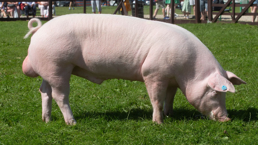 <p>Down ears long, Solid white, Long head, Maternal, Imported Denmark</p>