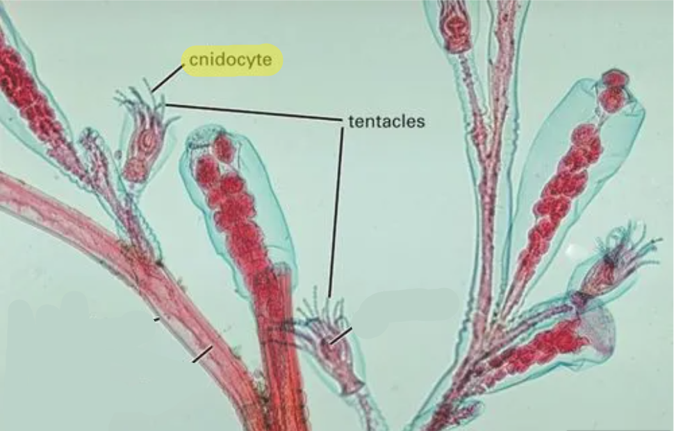 <p>cnidocytes</p>