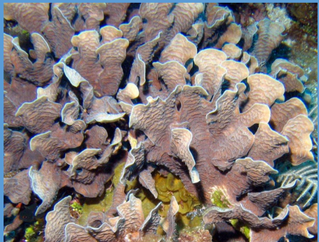 <p> What is this leaf coral from the Scleractinia order?</p>