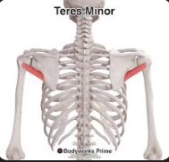 <p><strong>Teres minor</strong></p>