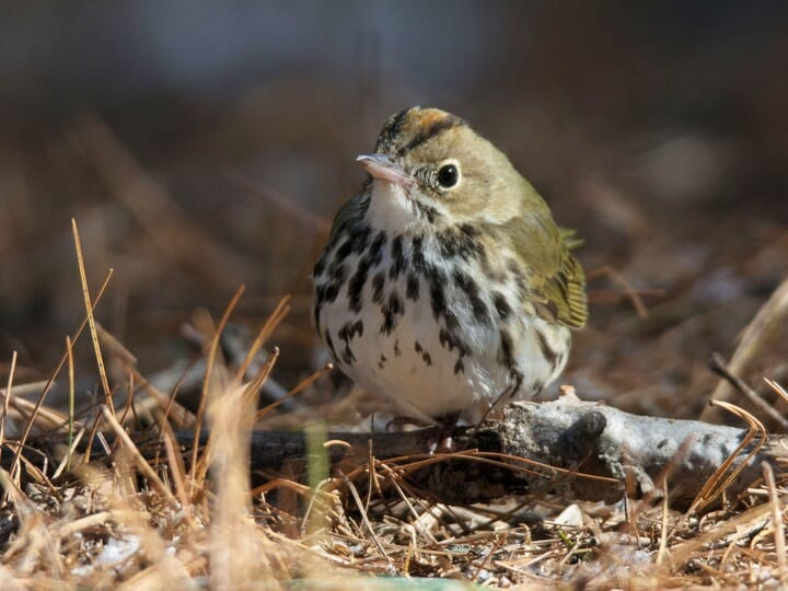 <p>ovenbird</p><p>loud ground bird <br>larger warbler <br>orange crown w/ black margins </p>