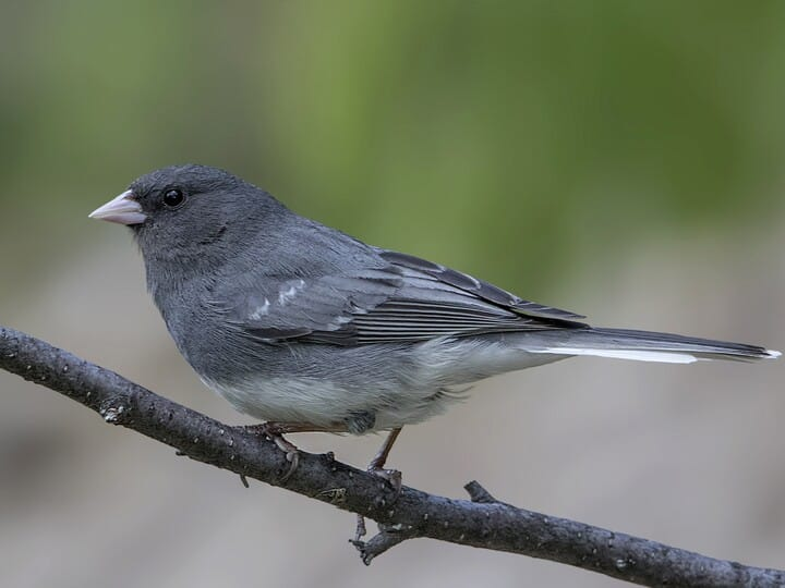 <p>dark-eyed junco</p><p>slate gray w/ white belly <br>outer retrices white underneath</p>
