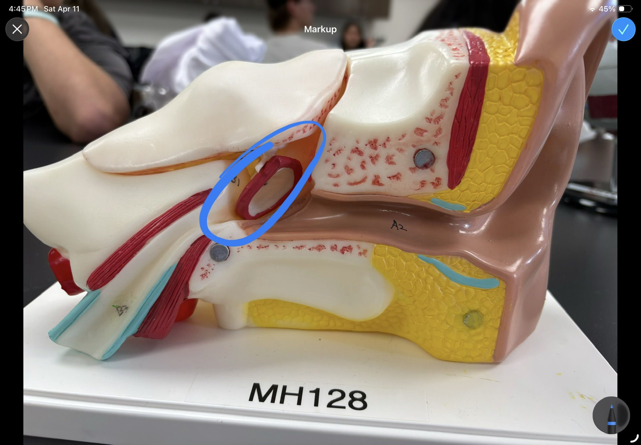 <p>what structre is this </p>