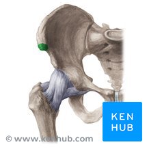 <p>Anterior superior iliac spine/process</p>