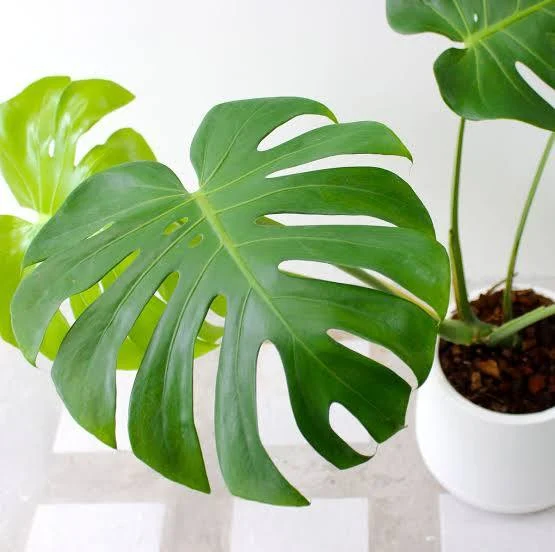 <p>Planta </p>