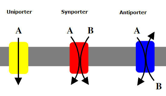 <p><span>Active transport occurs through transmembrane, integral carrier proteins called pumps</span></p><p><span>There are 3 types of pumps:</span></p><ul><li><p>Uniporter</p></li><li><p>Symporter</p></li><li><p>Antiporter</p></li></ul><p></p>